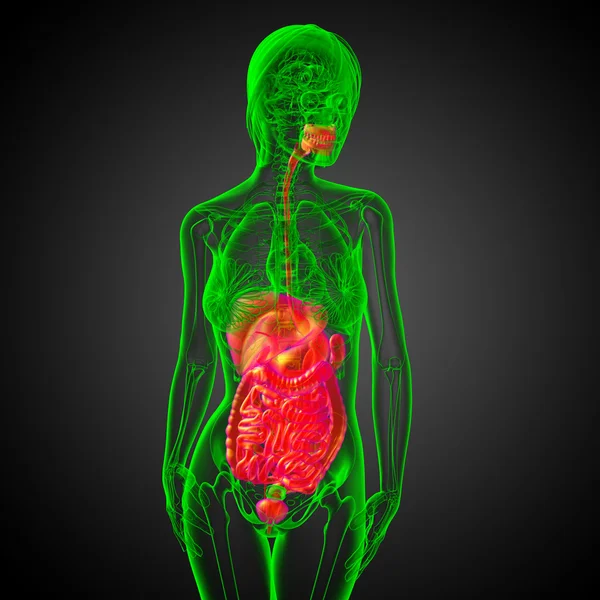 3d hacer ilustración médica del sistema digestivo humano —  Fotos de Stock