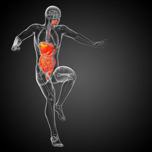3D-Darstellung medizinischer Illustration des menschlichen Verdauungssystems — Stockfoto