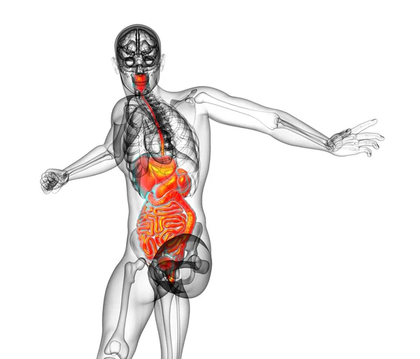 3d tornar ilustração médica do sistema digestivo humano — Fotografia de Stock