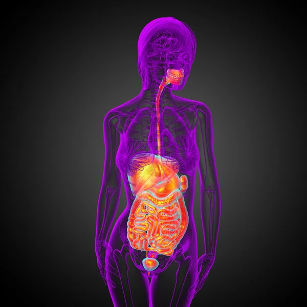 3d tornar ilustração médica do sistema digestivo humano — Fotografia de Stock