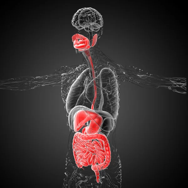 3d rendre illustration médicale du système digestif humain — Photo