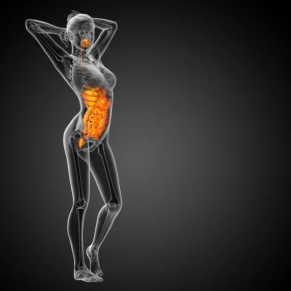 3d face ilustrație medicală a sistemului digestiv uman — Fotografie, imagine de stoc