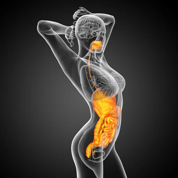 3d render medical illustration of the human digestive system — Stock Photo, Image