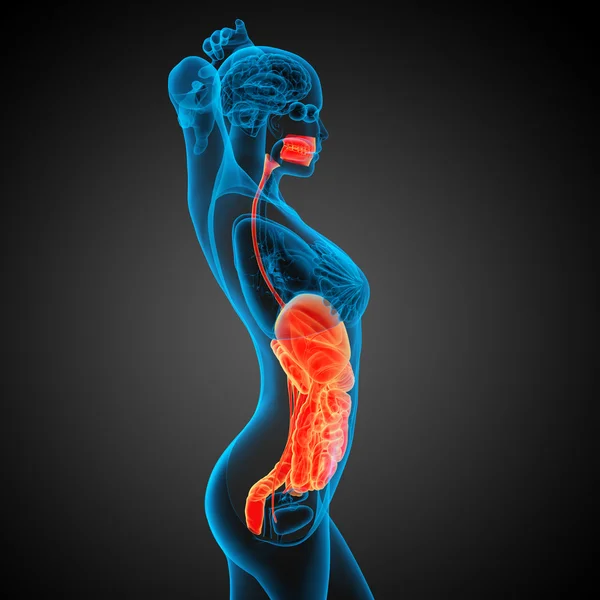 3d hacer ilustración médica del sistema digestivo humano — Foto de Stock