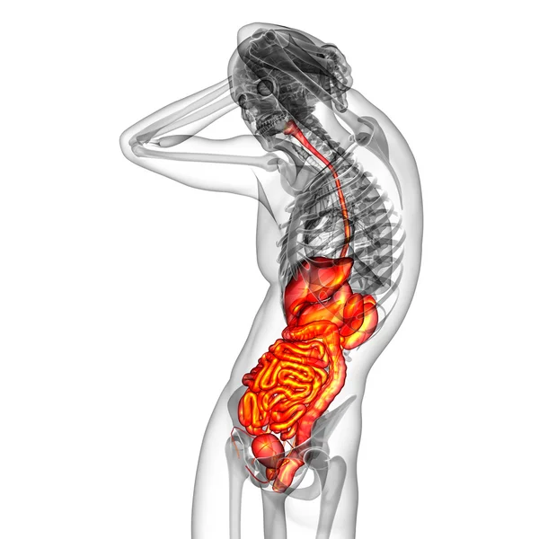 3d hacer ilustración médica del sistema digestivo humano — Foto de Stock