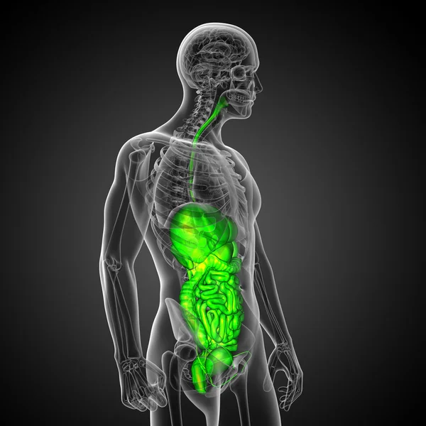 3d hacer ilustración médica del sistema digestivo humano —  Fotos de Stock