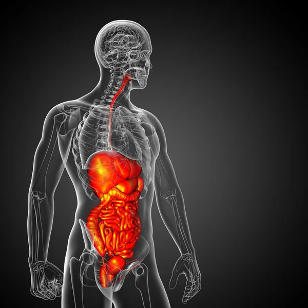 3D-Darstellung medizinischer Illustration des menschlichen Verdauungssystems — Stockfoto