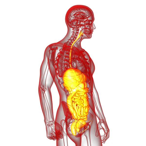 3d face ilustrație medicală a sistemului digestiv uman — Fotografie, imagine de stoc