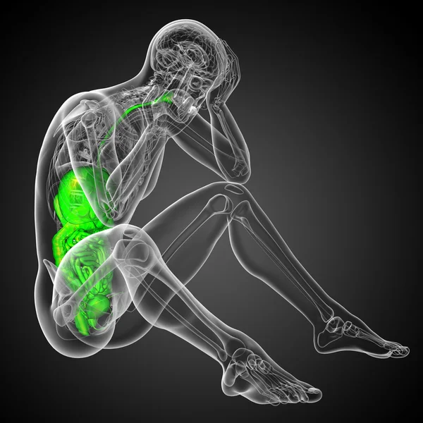 3D描述人类消化系统的医学说明 — 图库照片
