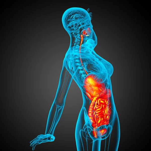 3D人体消化器系の医療イラストをレンダリングします — ストック写真