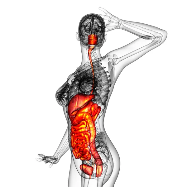 3D-Darstellung medizinischer Illustration des menschlichen Verdauungssystems — Stockfoto