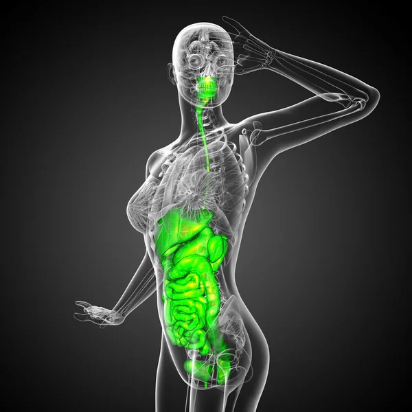 3D-Darstellung medizinischer Illustration des menschlichen Verdauungssystems — Stockfoto