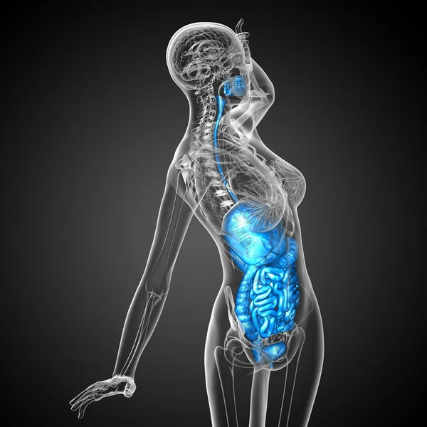 3d render medical illustration of the human digestive system — Stock Photo, Image