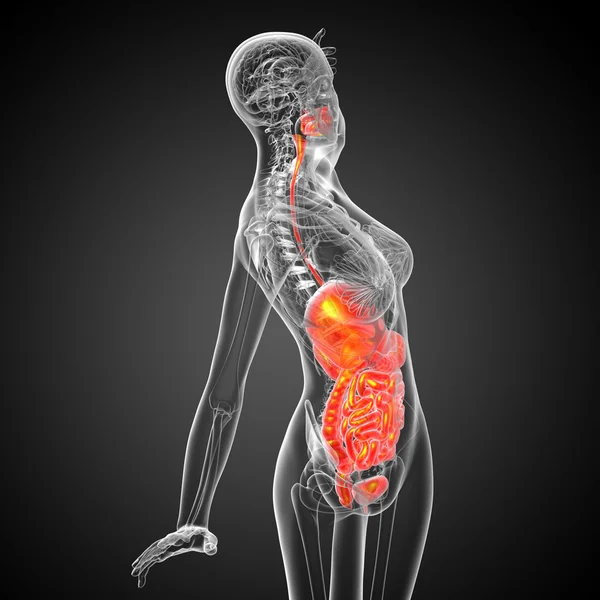 3D-Darstellung medizinischer Illustration des menschlichen Verdauungssystems — Stockfoto
