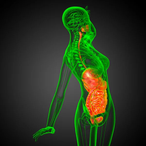 3D-Darstellung medizinischer Illustration des menschlichen Verdauungssystems — Stockfoto