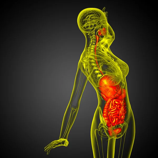 3d tornar ilustração médica do sistema digestivo humano — Fotografia de Stock