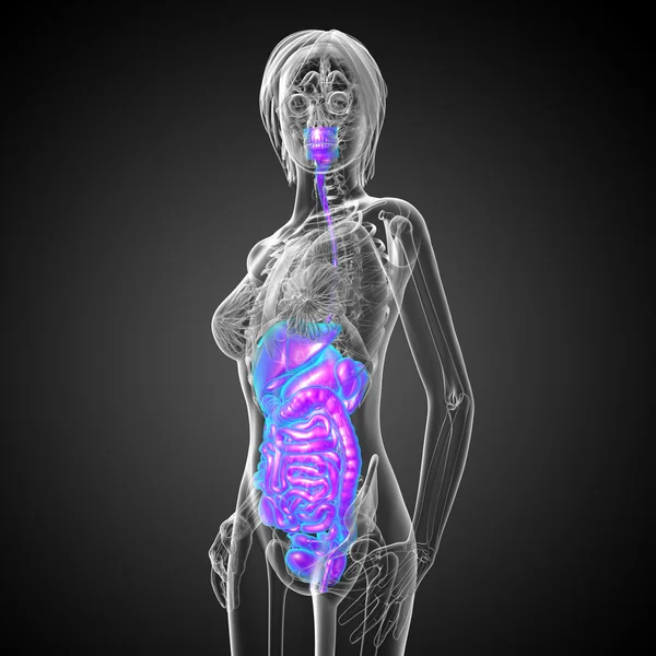 İnsan sindirim sisteminin 3 boyutlu tıbbi çizimi — Stok fotoğraf