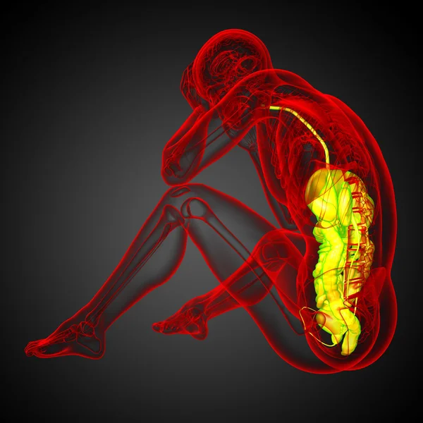 3d render medical illustration of the human digestive system — Stock Photo, Image