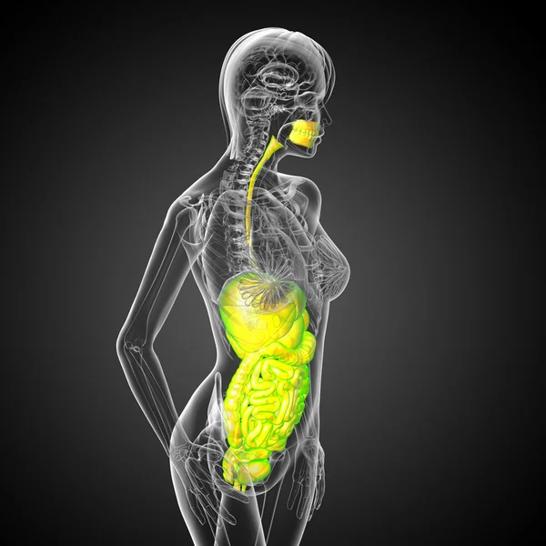3D แสดงภาพทางการแพทย์ของระบบการย่อยอาหารของมนุษย์ — ภาพถ่ายสต็อก