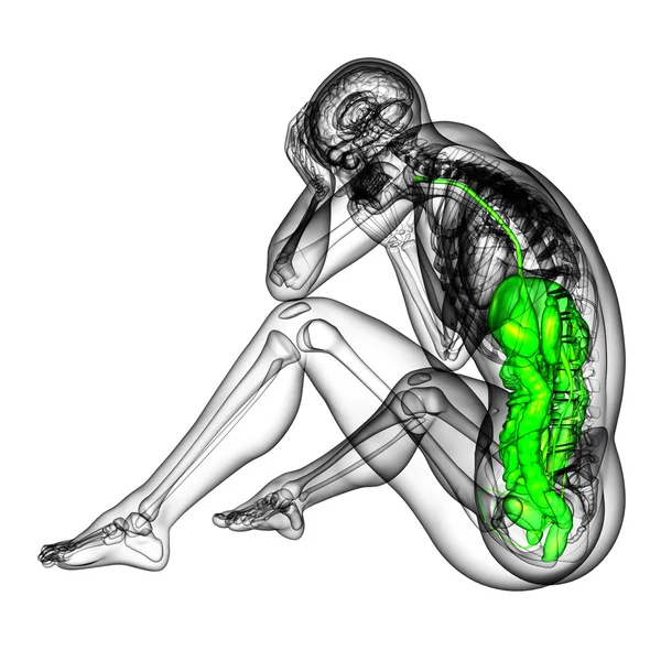 3D人体消化器系の医療イラストをレンダリングします — ストック写真