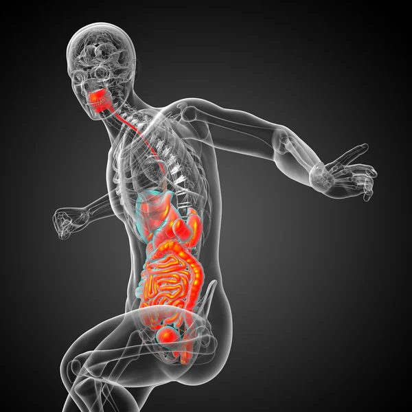 3D göra medicinsk illustration av det mänskliga matsmältningssystemet — Stockfoto