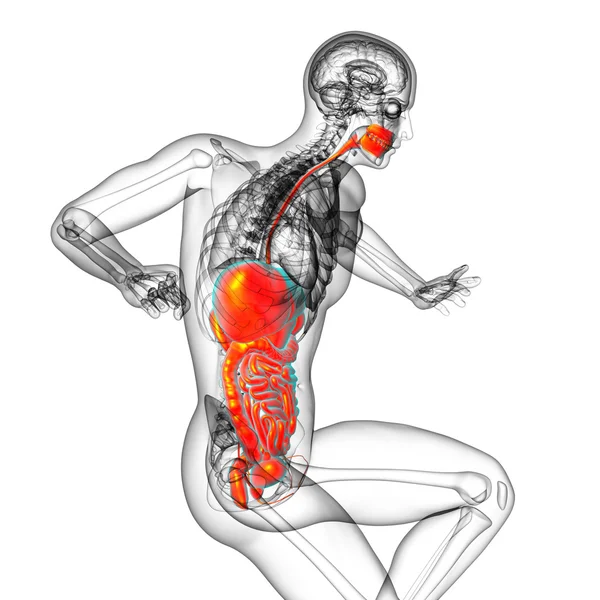 3d hacer ilustración médica del sistema digestivo humano —  Fotos de Stock