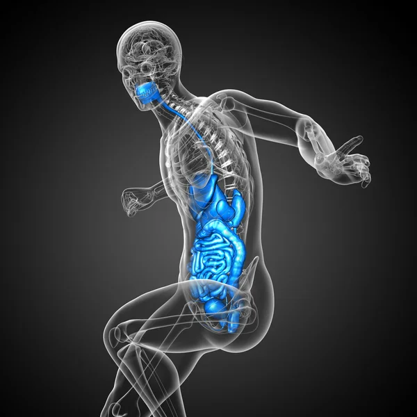 3d показать медицинскую иллюстрацию пищеварительной системы человека — стоковое фото