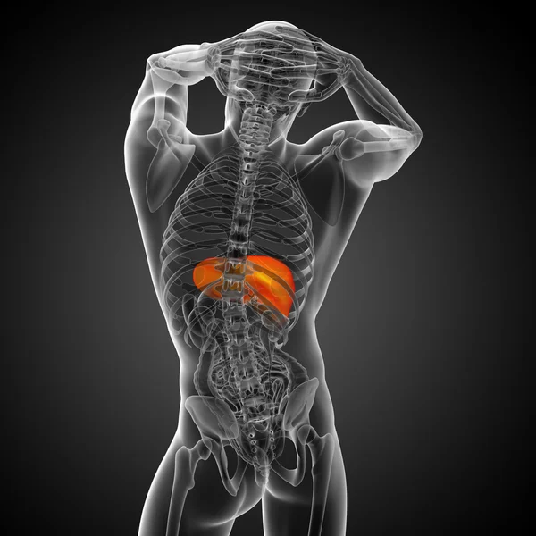3d 渲染医学插图的肝脏 — 图库照片