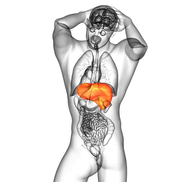 3D render ilustracja medyczny wątroby — Zdjęcie stockowe