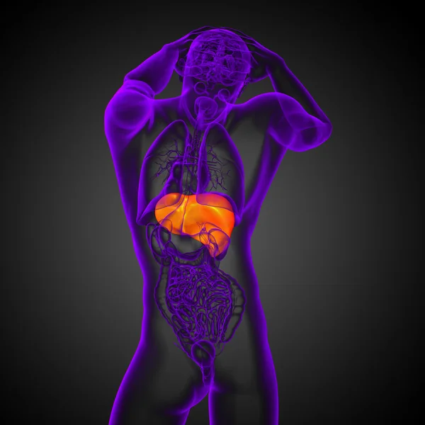 3d hacer ilustración médica del hígado —  Fotos de Stock