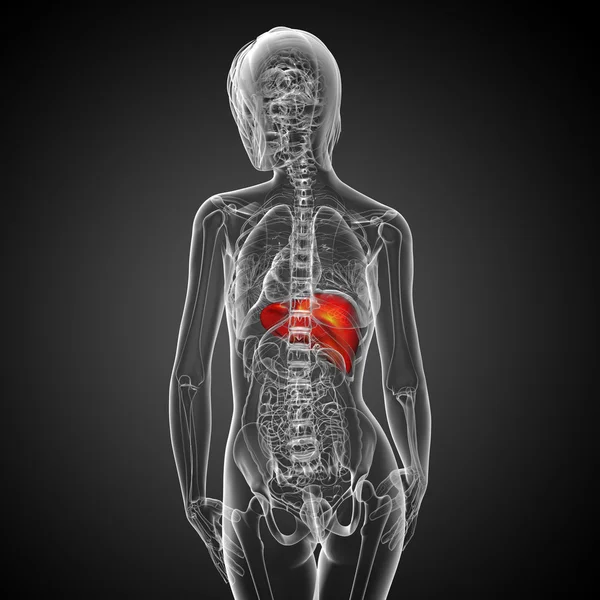 3d render medical illustration of the liver — Stock Photo, Image