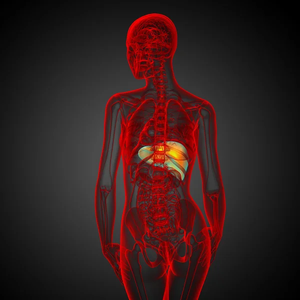 3D render medische illustratie van de lever — Stockfoto