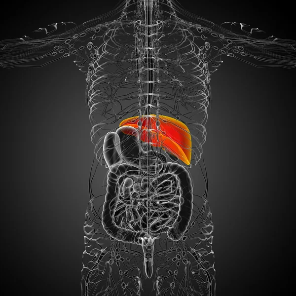 3d rendre illustration médicale du foie — Photo