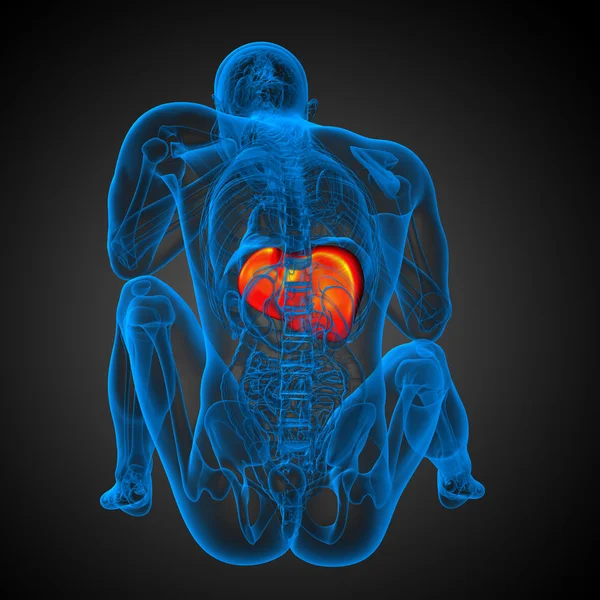 3D göra medicinsk illustration av levern — Stockfoto