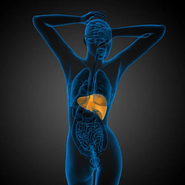 3D göra medicinsk illustration av levern — Stockfoto