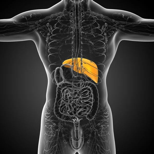 3D göra medicinsk illustration av levern — Stockfoto