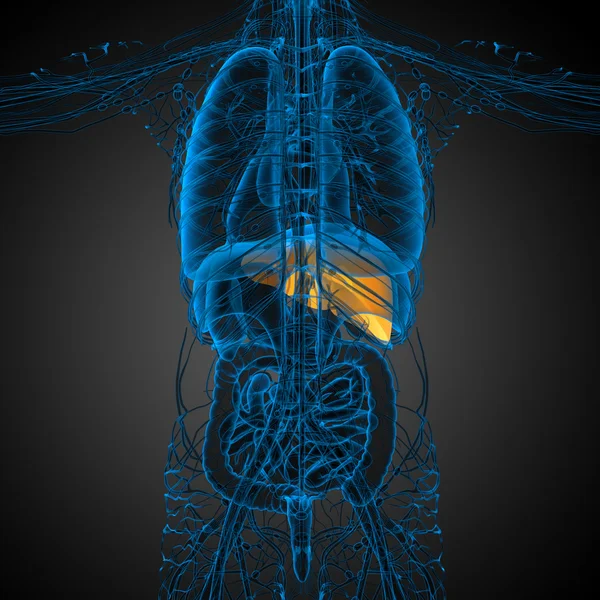 3D göra medicinsk illustration av levern — Stockfoto