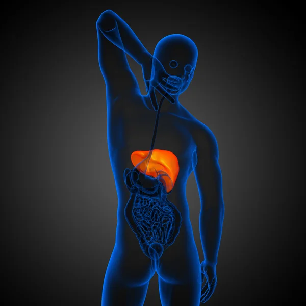 3d render medical illustration of the liver — Stock Photo, Image