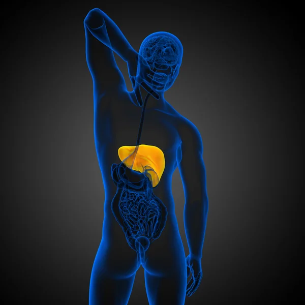3d 渲染医学插图的肝脏 — 图库照片