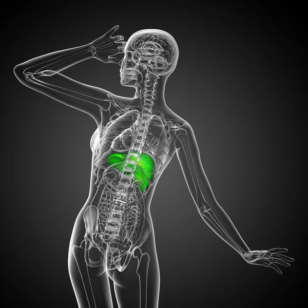 3D göra medicinsk illustration av levern — Stockfoto