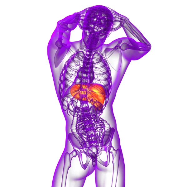 3d tornar ilustração médica do fígado — Fotografia de Stock