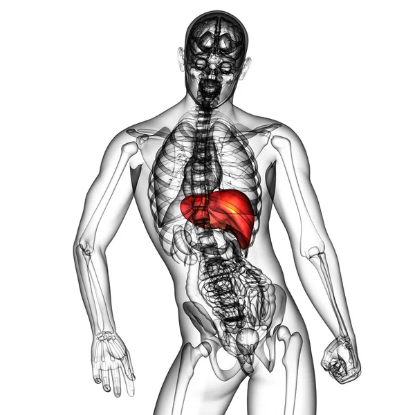 3d render medical illustration of the liver — Stock Photo, Image