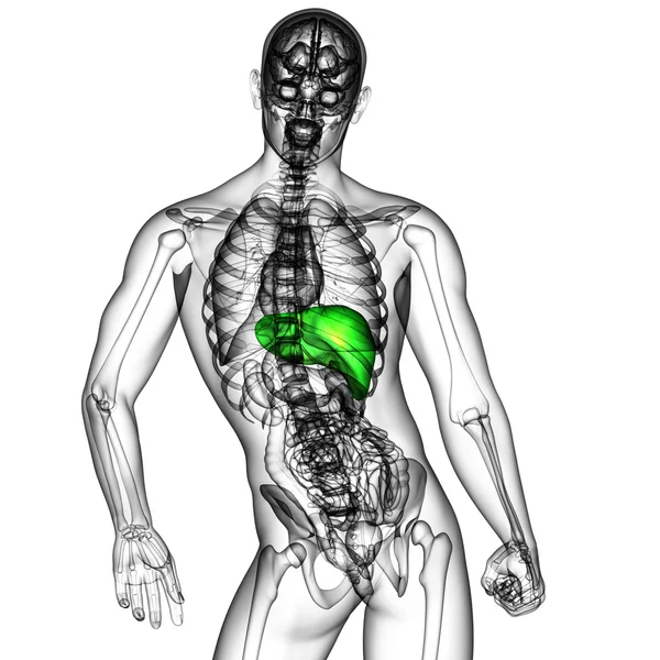 3d візуалізація медичної ілюстрації печінки — стокове фото