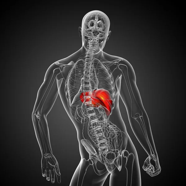 3D göra medicinsk illustration av levern — Stockfoto