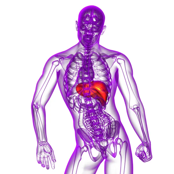 3D göra medicinsk illustration av levern — Stockfoto