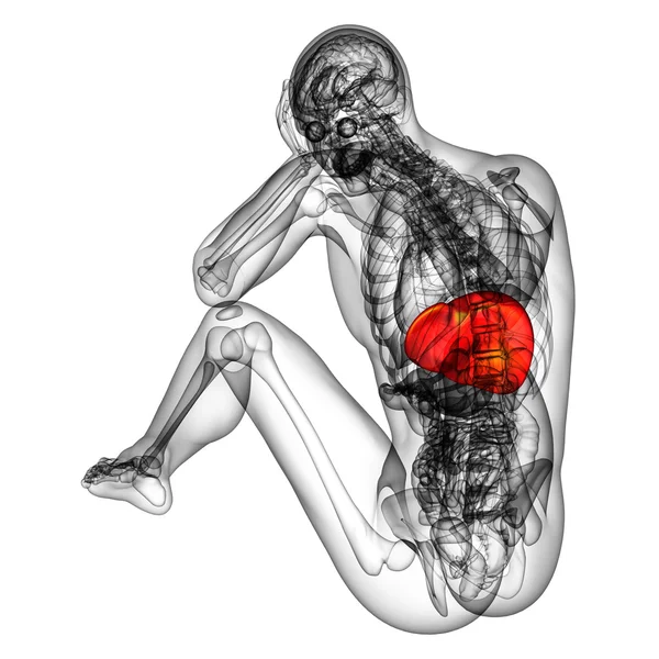 3d tornar ilustração médica do fígado — Fotografia de Stock