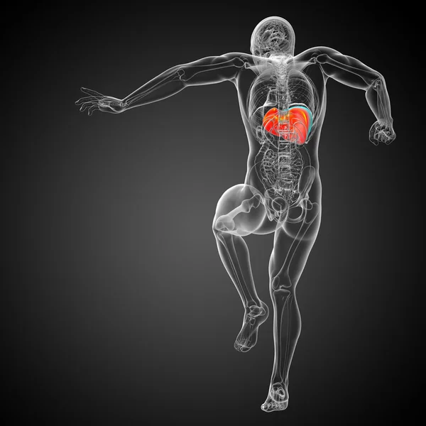 3d render medical illustration of the liver — Stock Photo, Image