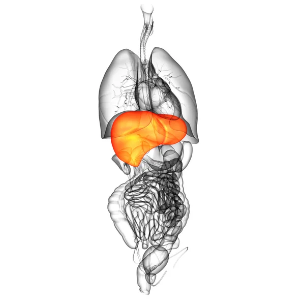 3D render Medikal illüstrasyon karaciğer — Stok fotoğraf