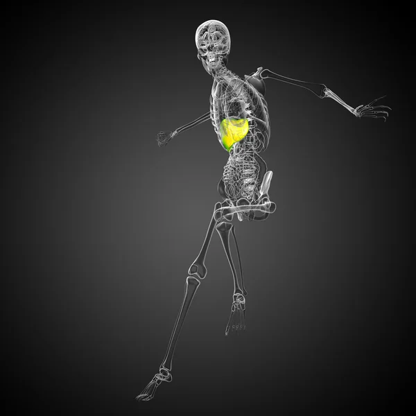 3D göra medicinsk illustration av levern — Stockfoto