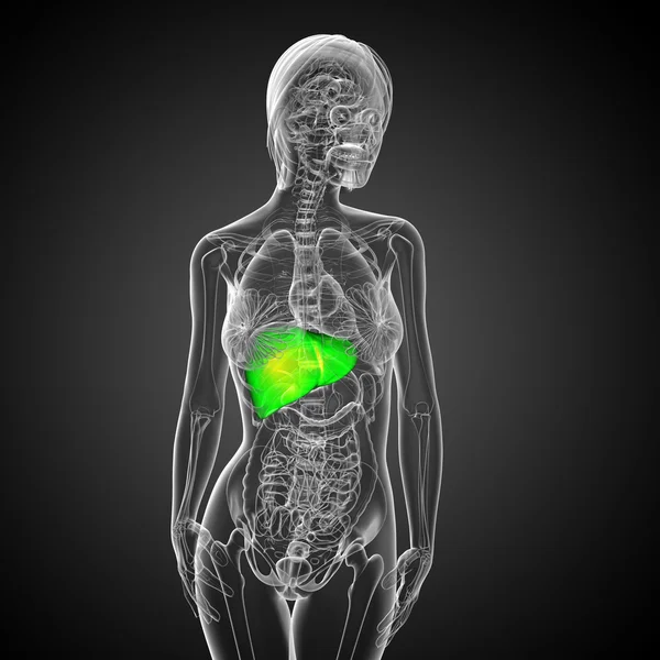 3D göra medicinsk illustration av levern — Stockfoto